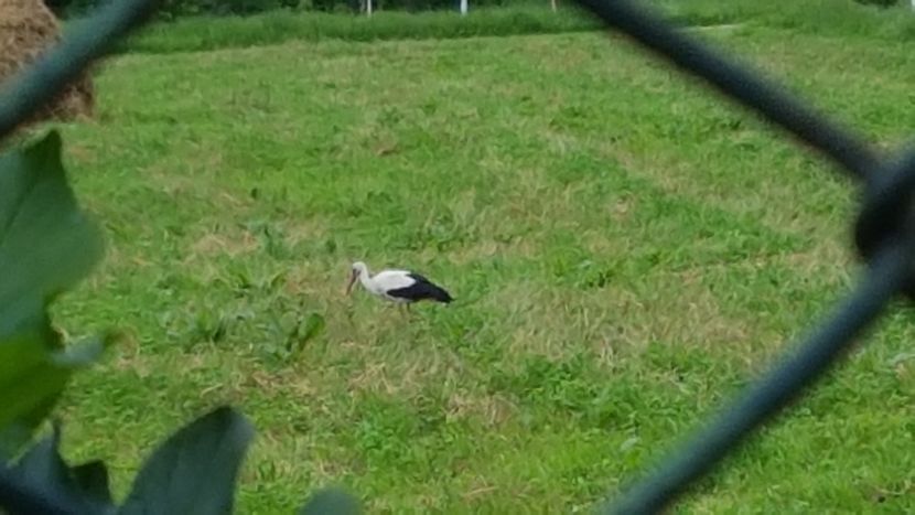  - 2017 TEL VLAD PODGORIA AVINCIA SI CASA ROMANEASCA