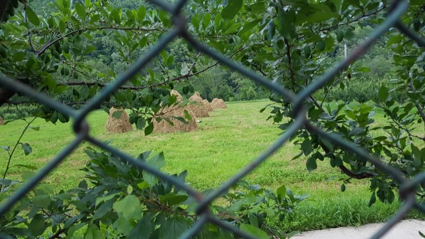  - 2017 TEL VLAD PODGORIA AVINCIA SI CASA ROMANEASCA