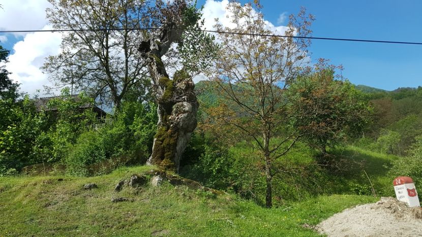  - 2017 TEL VLAD PODGORIA AVINCIA SI CASA ROMANEASCA