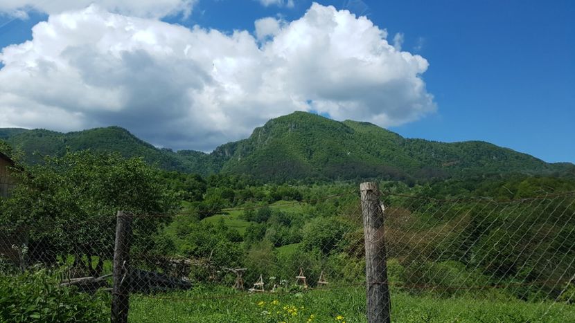  - 2017 TEL VLAD PODGORIA AVINCIA SI CASA ROMANEASCA