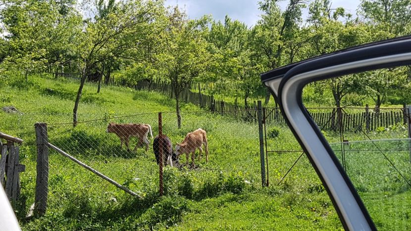  - 2017 TEL VLAD PODGORIA AVINCIA SI CASA ROMANEASCA