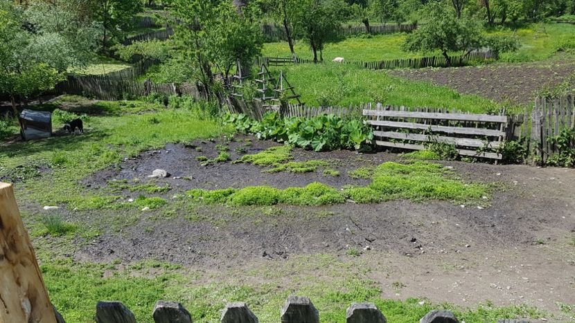  - 2017 TEL VLAD PODGORIA AVINCIA SI CASA ROMANEASCA