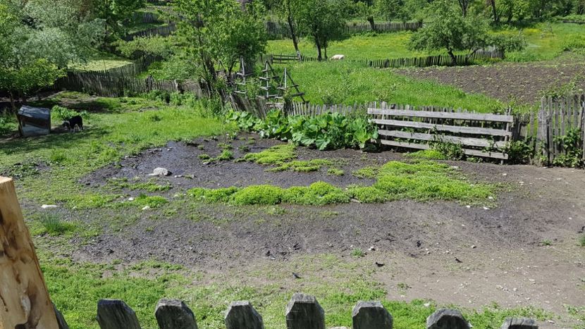  - 2017 TEL VLAD PODGORIA AVINCIA SI CASA ROMANEASCA