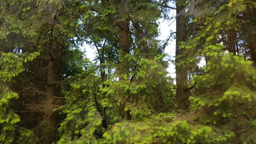  - 2017 TEL VLAD PODGORIA AVINCIA SI CASA ROMANEASCA