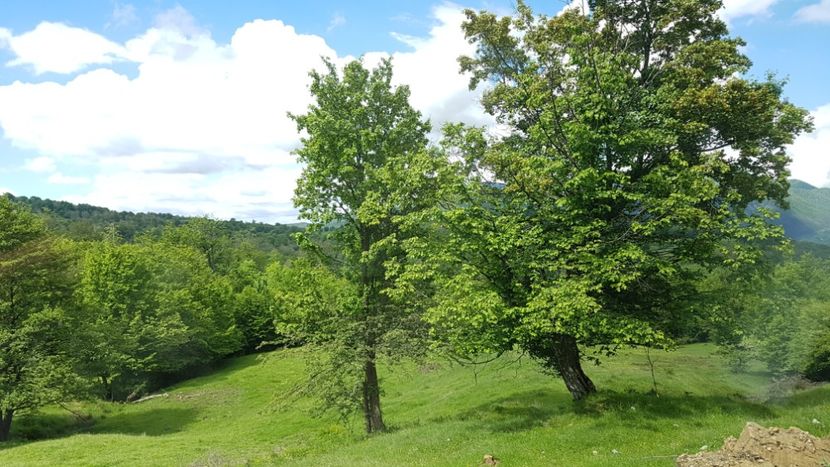  - 2017 TEL VLAD PODGORIA AVINCIA SI CASA ROMANEASCA