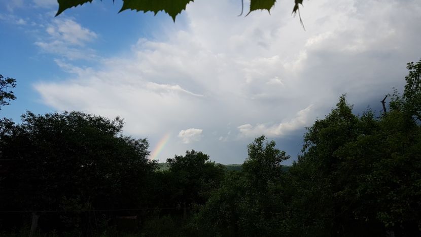  - 2017 TEL VLAD PODGORIA AVINCIA SI CASA ROMANEASCA