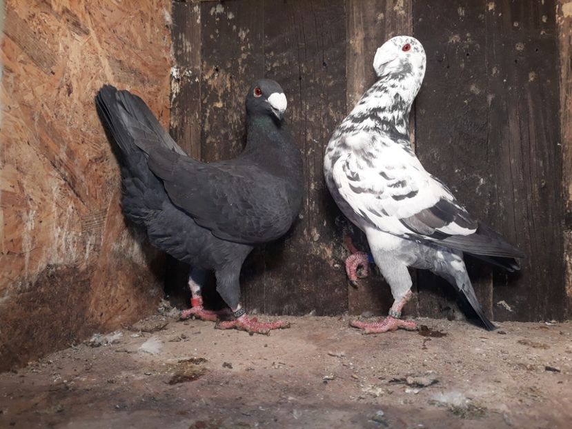 20180118_183428[1] - Amintiri