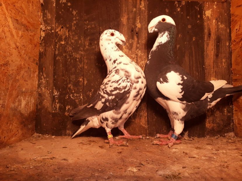 20180118_191025[1] - Amintiri