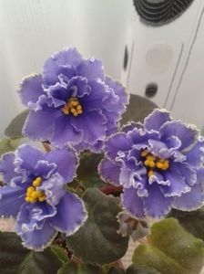  - A Violete Africane