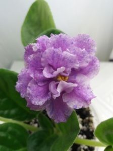  - A Violete Africane