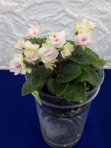  - A Violete Africane