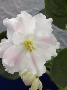  - A Violete Africane