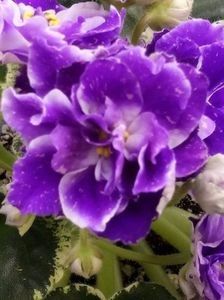  - A Violete Africane