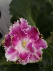  - A Violete Africane