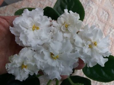 EK Belaia Koroleva - A Violete Africane