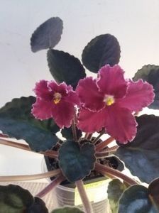 Emergency - A Violete Africane