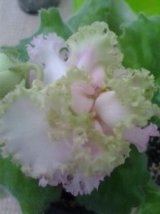 Irish Cream - A Violete Africane