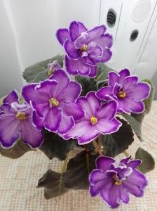 King s Treasure - A Violete Africane