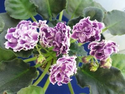 LE Aisedora - A Violete Africane