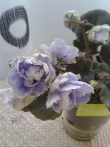 LE Fleur - A Violete Africane