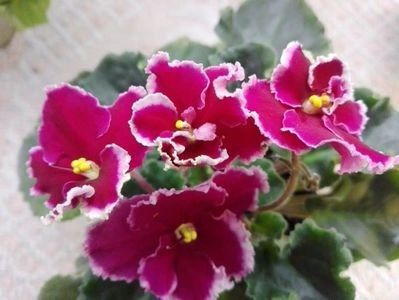 LE Ognennyi Motilki - A Violete Africane