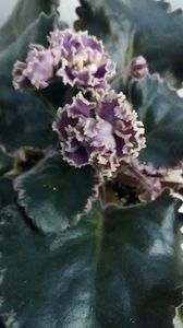 LE Pariszkije Tainy - A Violete Africane