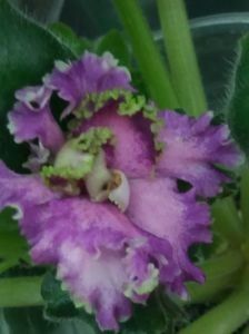 LE Samara - A Violete Africane