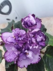 Midnight Twist Sport - A Violete Africane