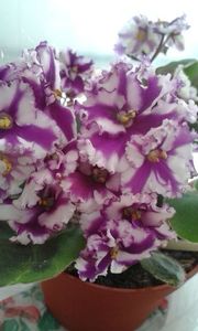 Ness Peppermint Stick chimera - A Violete Africane