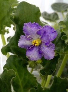 Partly Cloudi - A Violete Africane