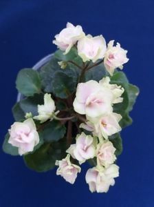 Petite Blarney - A Violete Africane