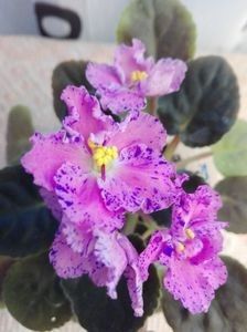 Playful Spectrum - A Violete Africane