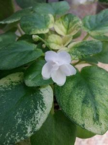 Ramblin Silver - A Violete Africane