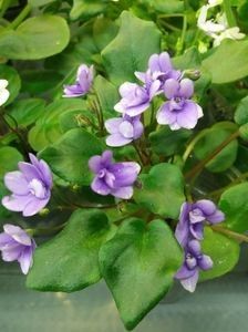 Rob s Humpty Doo Sport - A Violete Africane