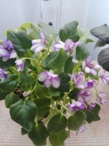 Rob s Humpty Doo - A Violete Africane