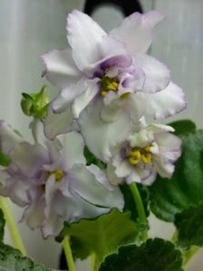 RS Bagira sport - A Violete Africane