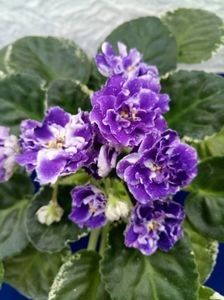 RS Figaro - A Violete Africane