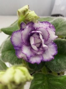 RS Greis - A Violete Africane