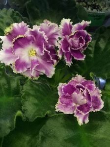 RS Ledianaja Roza - A Violete Africane