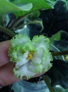 RS Lesnoe Kruzhevo - A Violete Africane