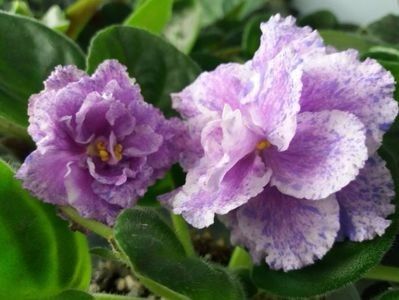 RS Popurri - A Violete Africane