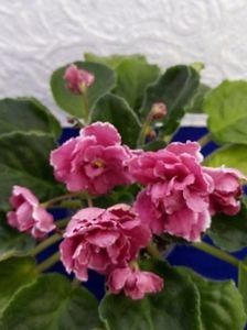 RS Sun God - A Violete Africane