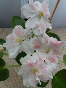 RS Utonchennyi Vkus - A Violete Africane