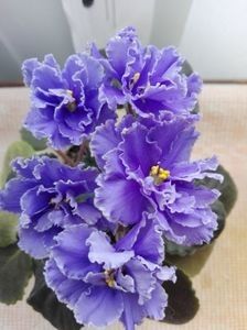 Ruffled Skies - A Violete Africane