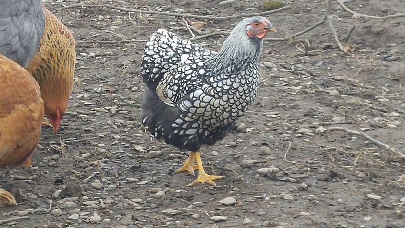  - Wyandotte Argintiu 2016