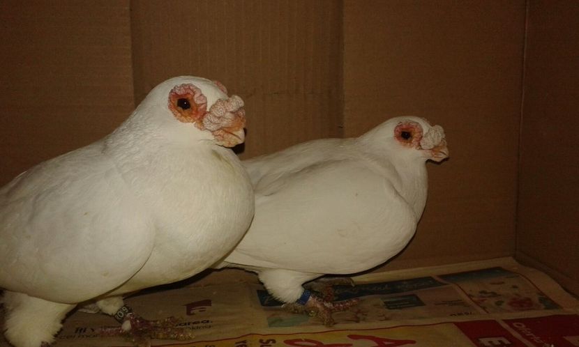 ORD 124 - H _ carunculați 2018