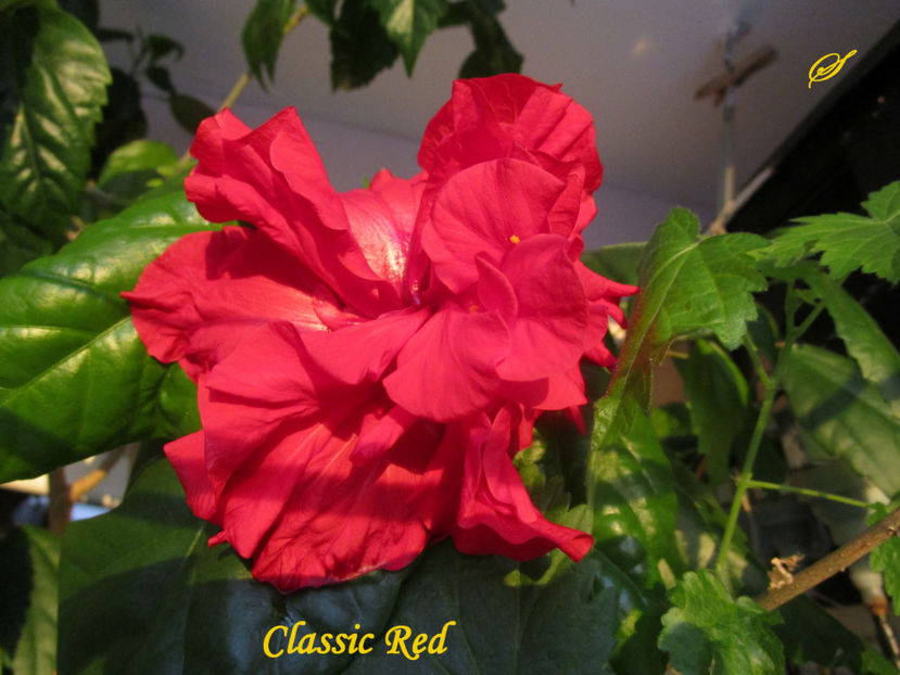 Classic Red(19-01-2018)\ - Hibiscusi 2018