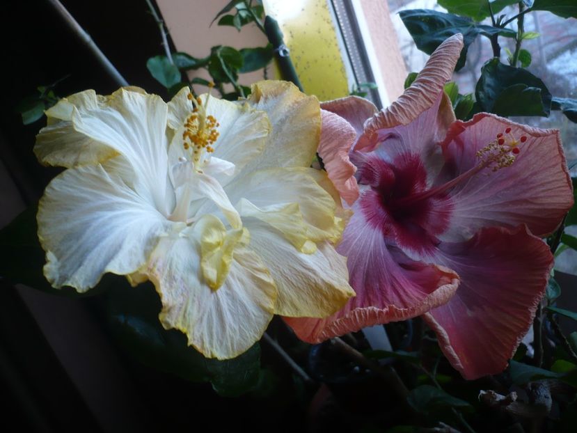 P1360131 - HIBISCUSI 2018-1