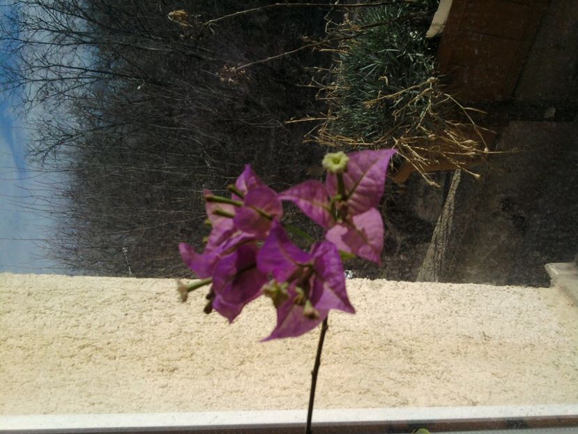 buga mov - ianuarie 2018