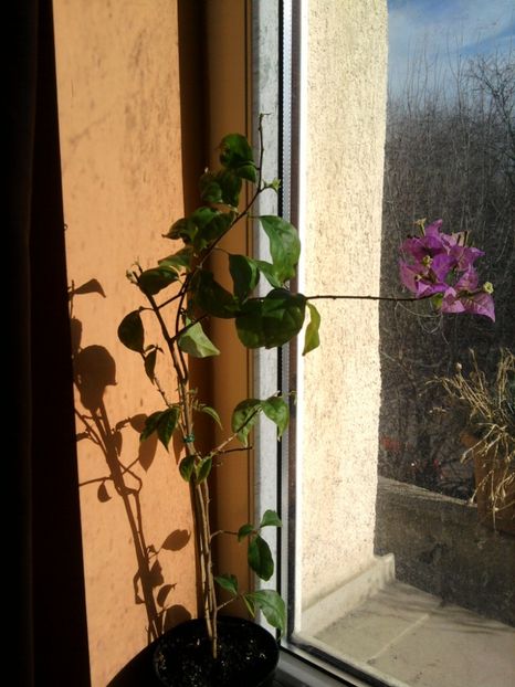 buga - ianuarie 2018